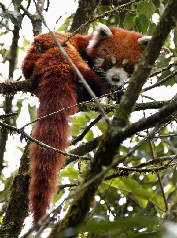 redpandaMOwyang1.jpg
