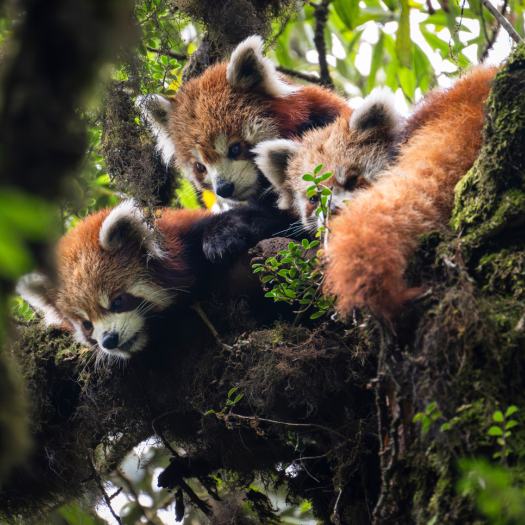 3_red_pandas.png